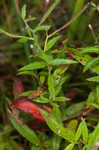 Fringed willowherb